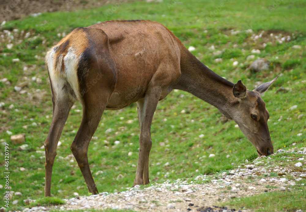 Fototapeta premium Red deer