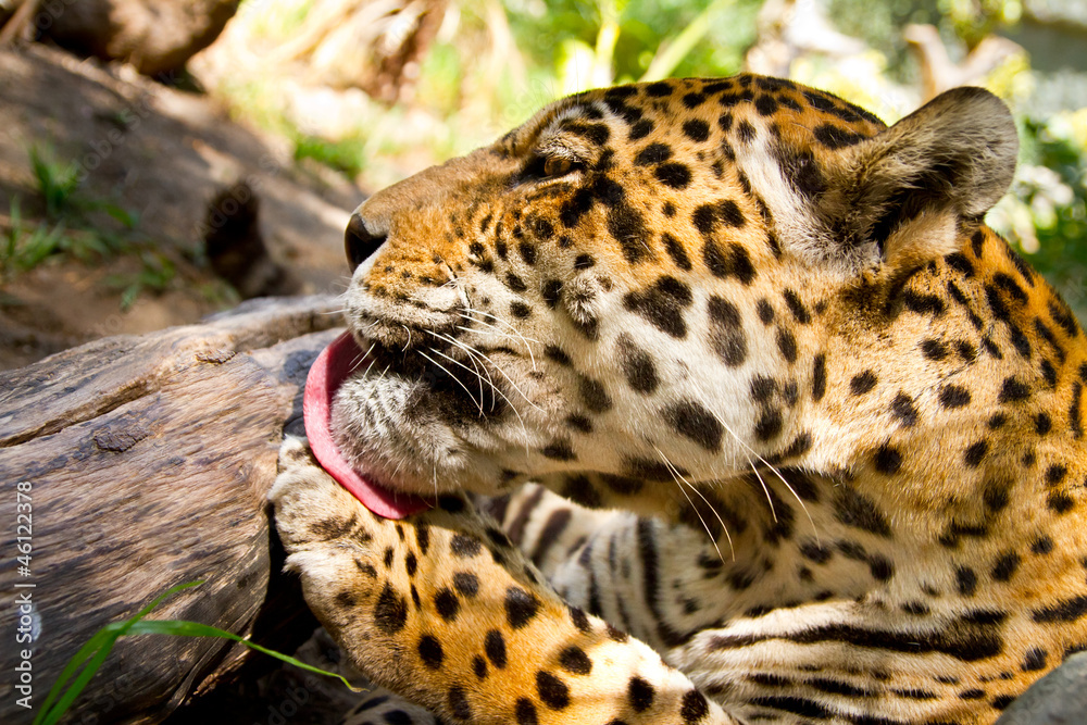 Fototapeta premium Portrait of Leopard/Jaguar licking his paw