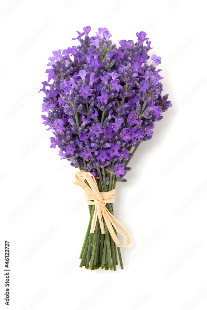 Fototapeta premium lavender