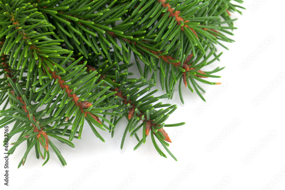christmas tree (spruce) border christmas tree (spruce) border