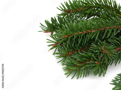 christmas tree  spruce  border