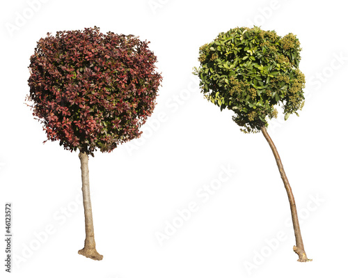 Green and dark purple trees isolated on white.