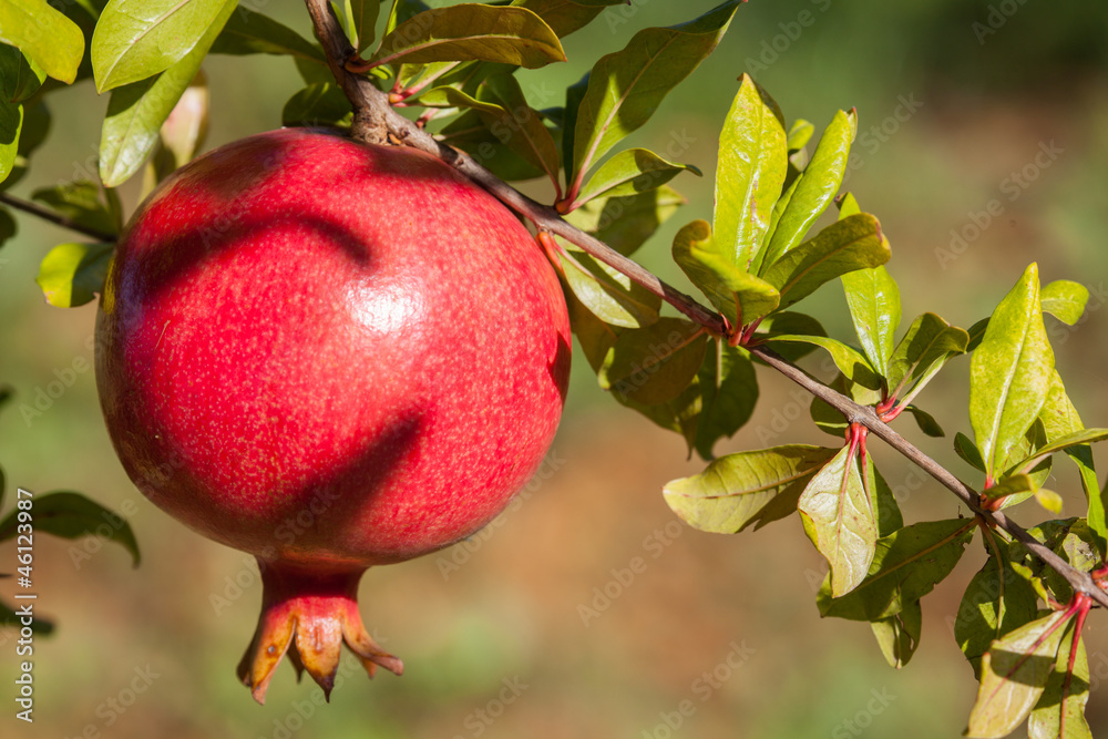 Pomegranate Pomegranate