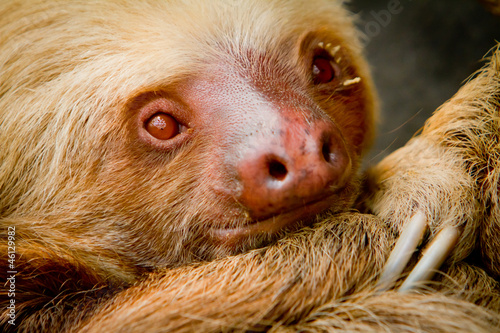 A young awake sloth in Ecuador South America photo