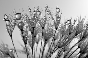 Fotobehang Paardenbloem met waterdruppels Bedauwde pluizenbol bij dageraad  © vencav