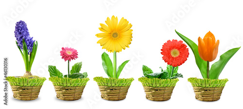 Fototapeta Naklejka Na Ścianę i Meble -  Spring flowers in a decorative pot