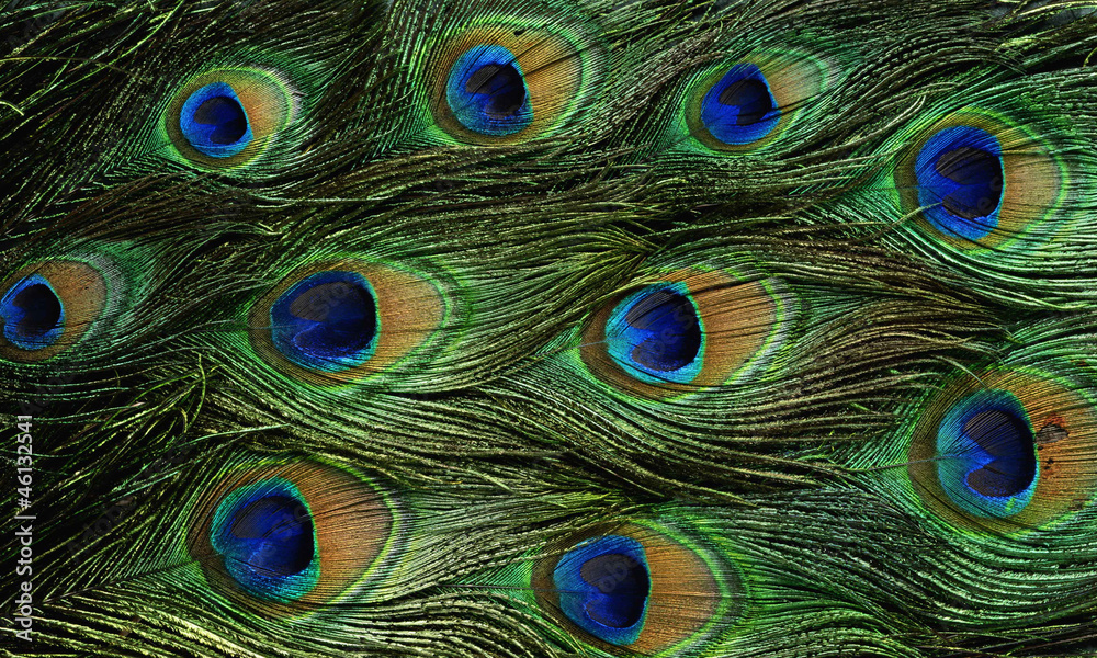 Fototapeta premium Texture Feathers Peacock