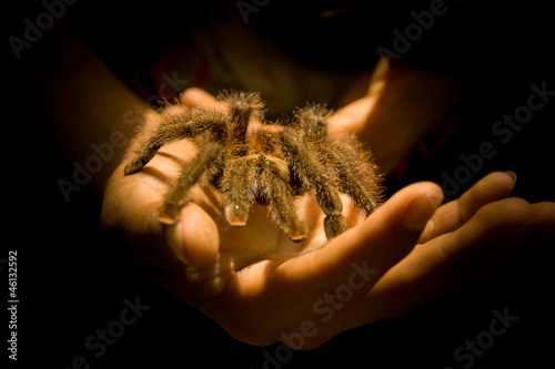 Giant Tarantula spider posing on a person's hands