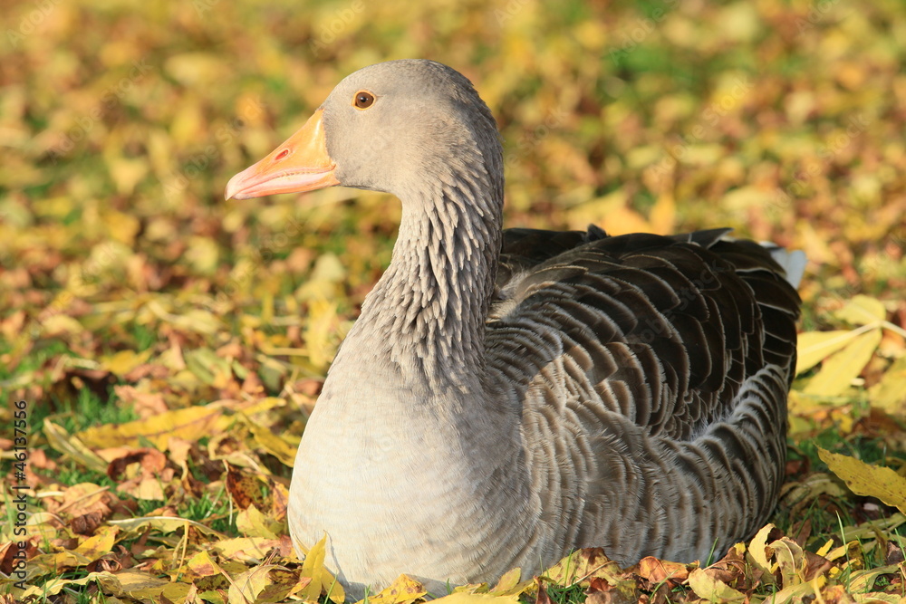 Wildgans25750b1 StockFoto Adobe Stock