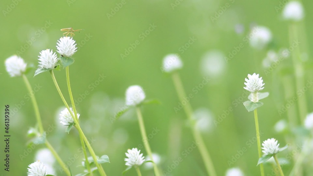 Wild flowers and insects in meadows green. Wild flowers and insects in meadows green.