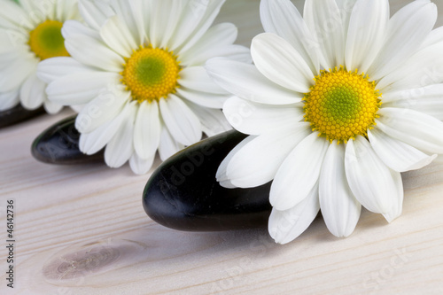 camomile flowers with zen stones