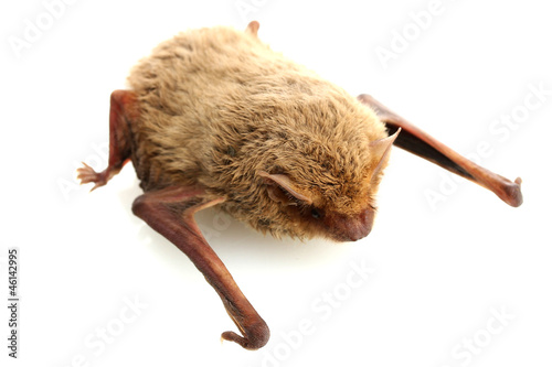 small bat, isolated on white..
