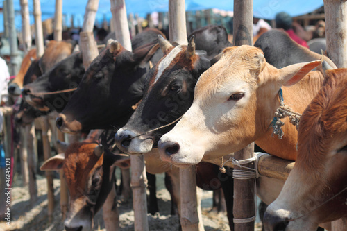 Cattle market in Bangladesh