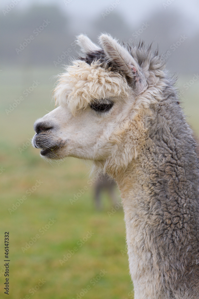 Grey Alpaca in profile, resembles a small llama in appearance