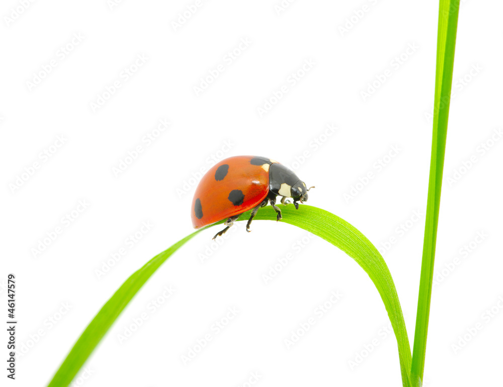 ladybug ladybug
