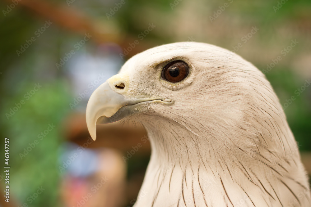 Close up Brahminy Kite ,Red-backed Sea Eagle Close up Brahminy Kite ,Red-backed Sea Eagle