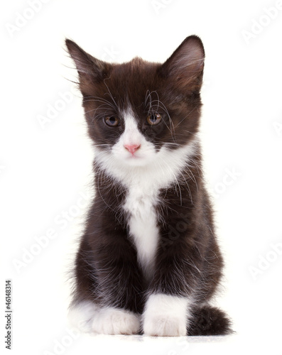 charming black-and-white kitten