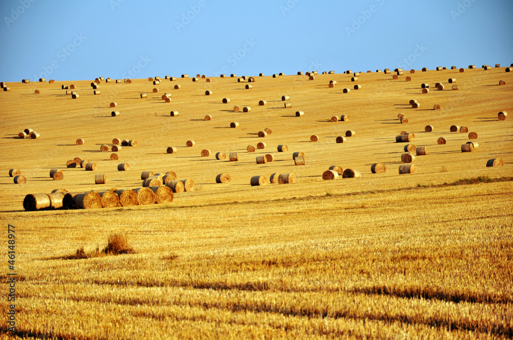 Obraz premium corn field after harvest