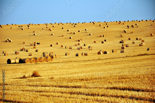 corn field after harvest photo