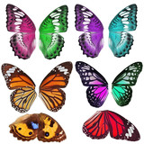 Many Colorful butterfly wing