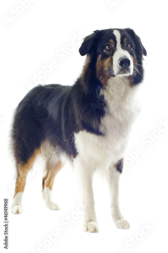 australian shepherd