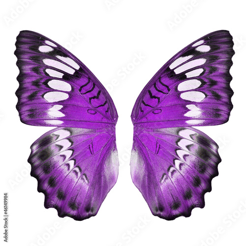 Photography Purple butterfly wing