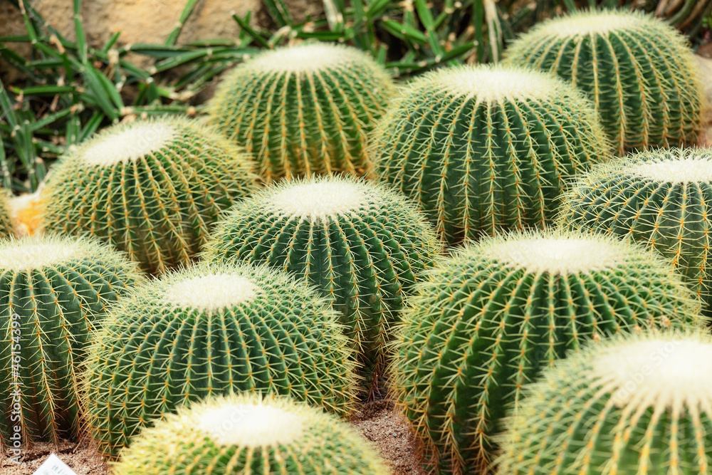 cactus cactus