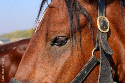 Horse eye © SasaStock