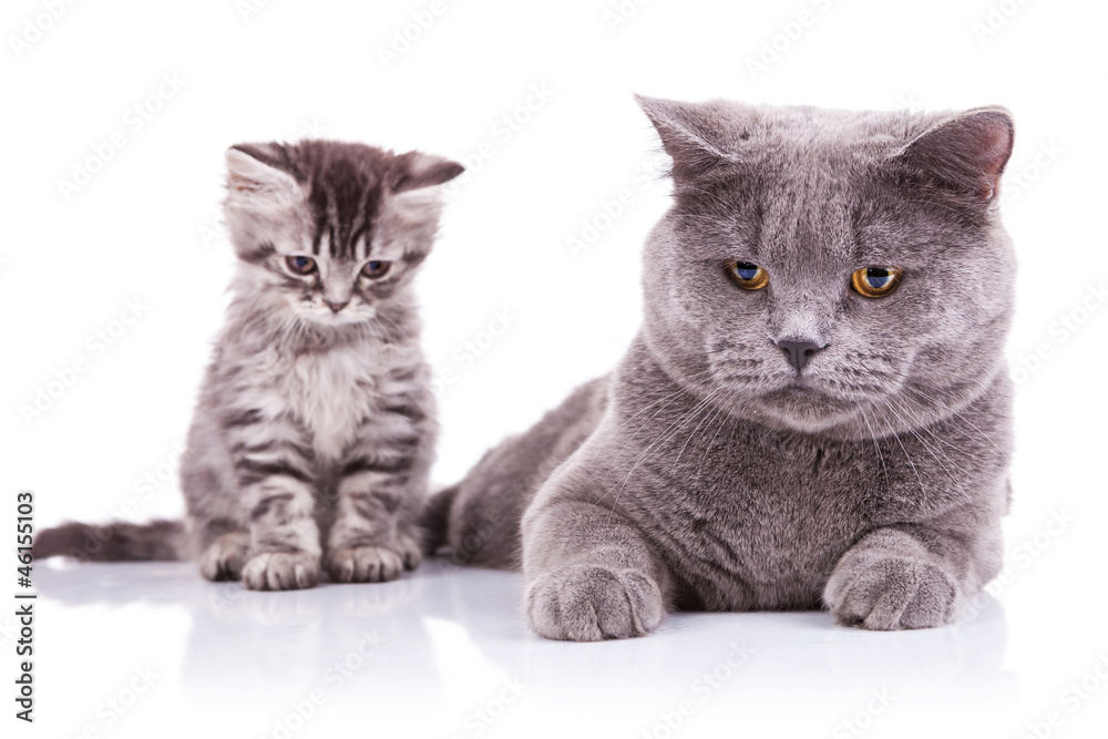 english kitten sitting next to adult