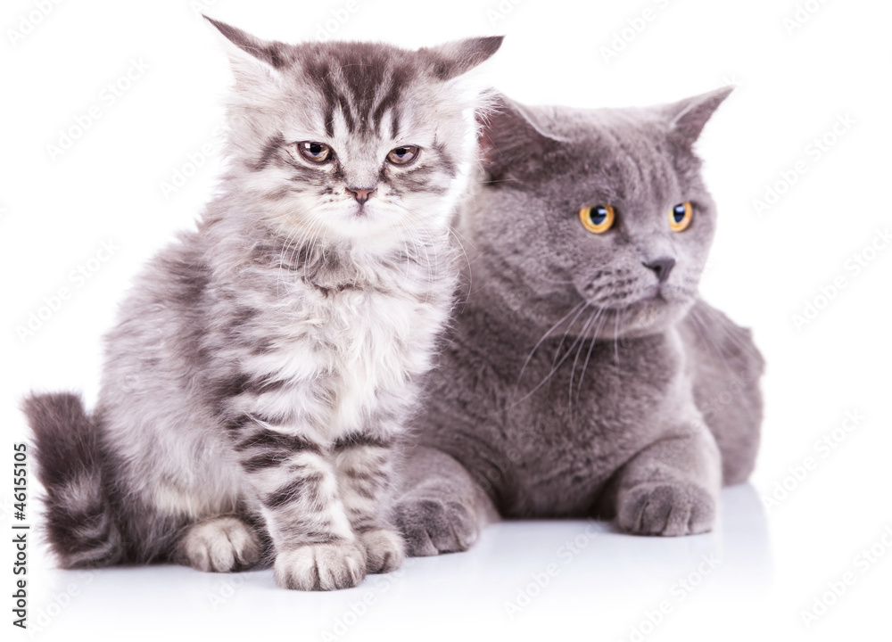 kitten and adult english cats