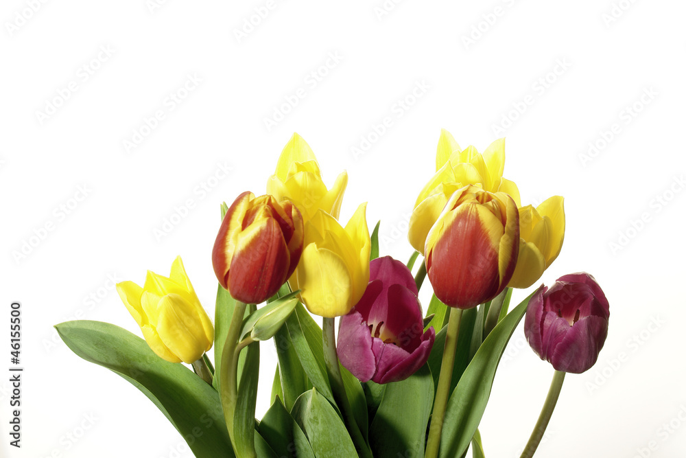 kwiaty tulipanów - obrazy, fototapety, plakaty 