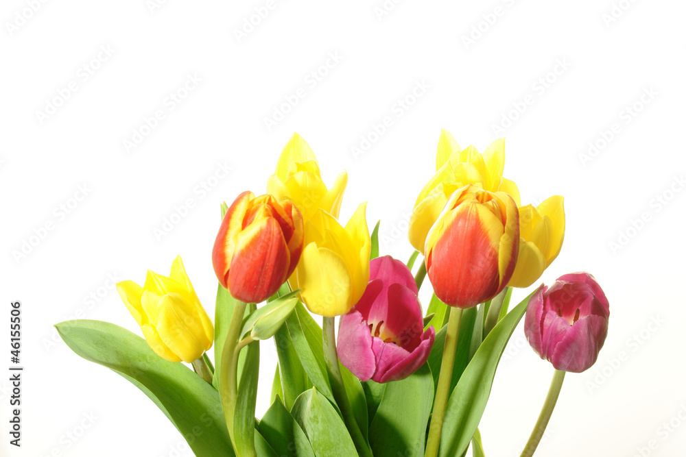 Obraz premium kolorowe tulipany