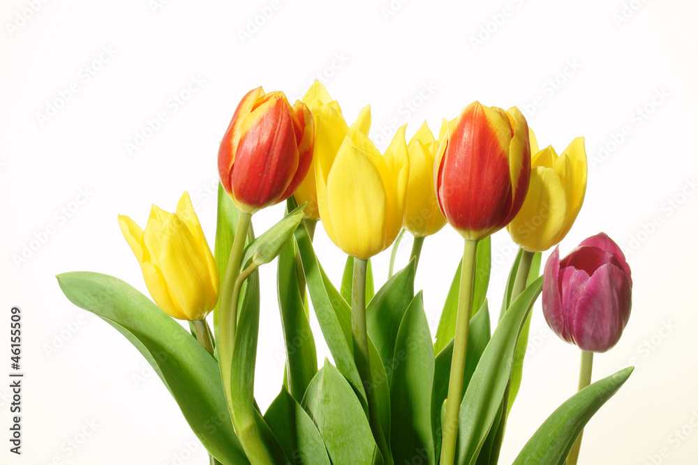 Naklejka premium bukiet kolorowych tulipanów