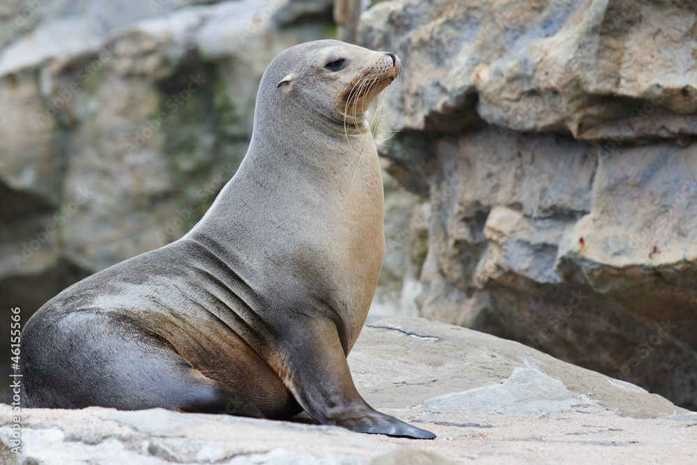 Fototapeta premium Sea Lion