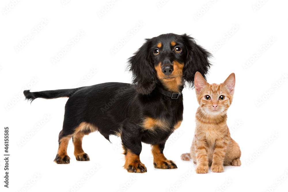 Puppy and kitten in front of a white background