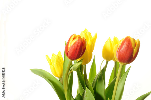Fototapeta Naklejka Na Ścianę i Meble -  tulipany bukiet