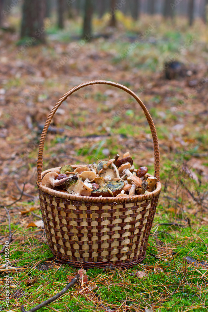 basket with mushrooms in the forest basket with mushrooms in the forest