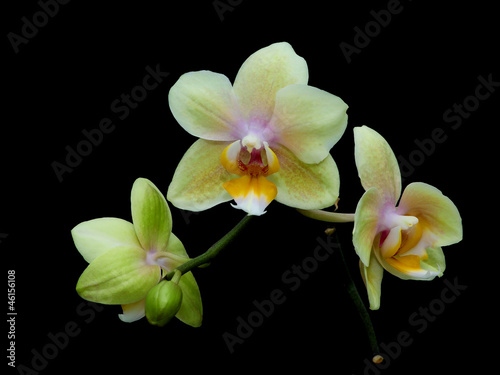 blooming yellow orchid on a black background