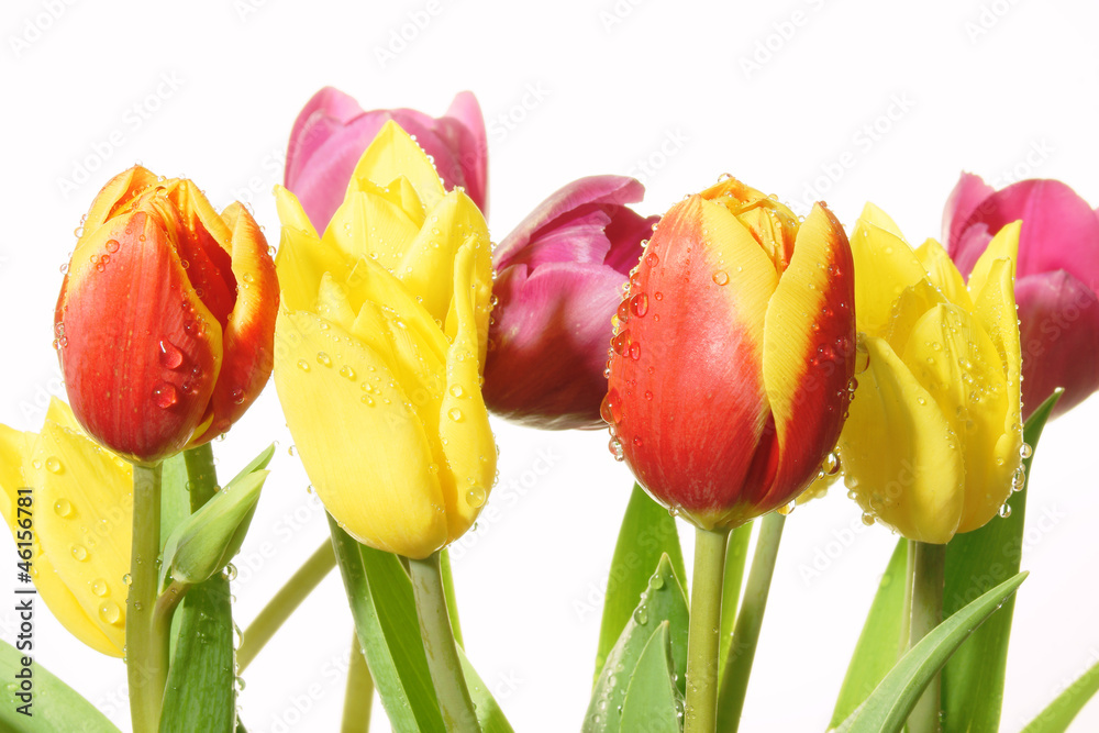 Obraz premium tulipany z kroplami rosy na białym tle, intensywne kolory