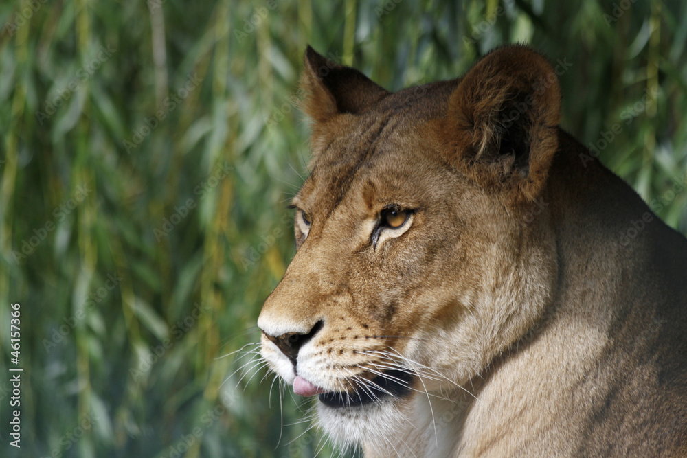 Fototapeta premium Löwin