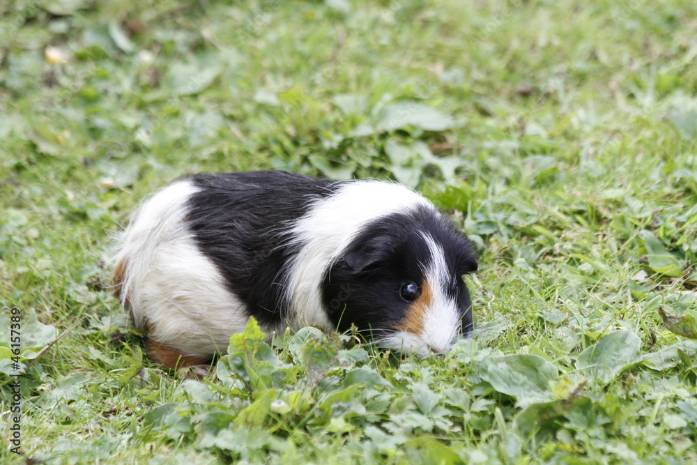 Meerschweinchen Meerschweinchen