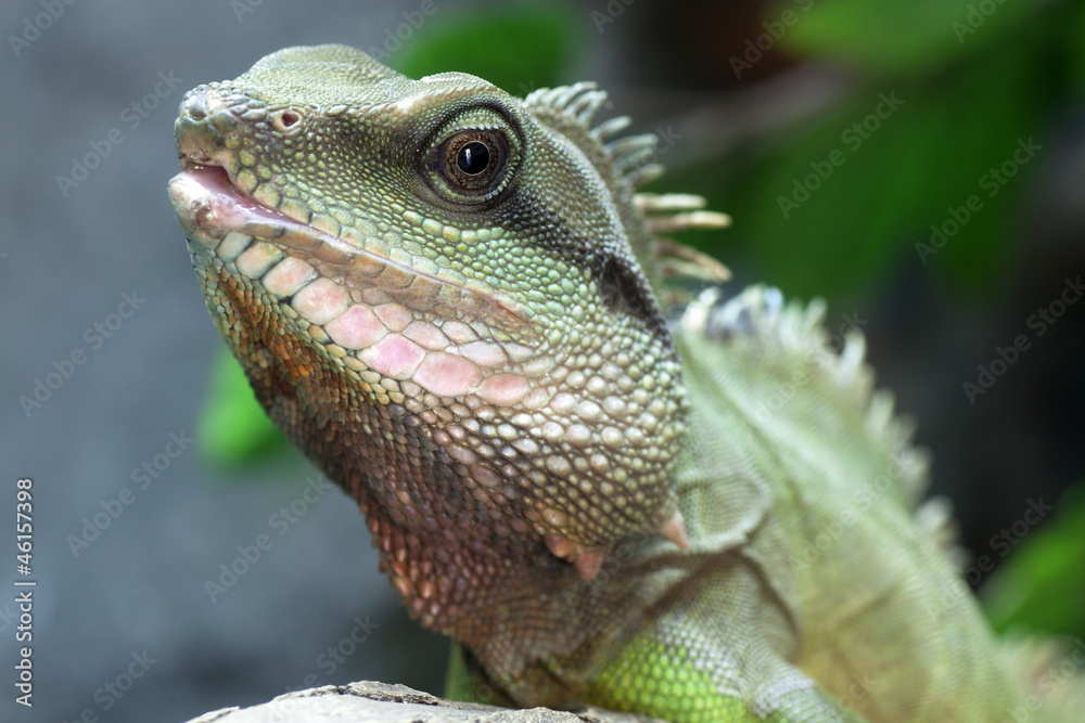 Obraz premium Green Water Dragon or Thai Water Dragon