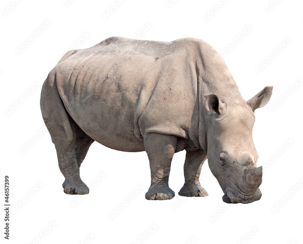 Fototapeta premium rhinoceros isolated on white background with paths