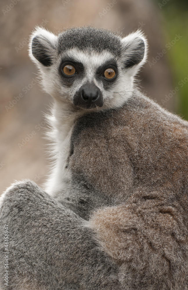 Ring-tailed lemur Ring-tailed lemur