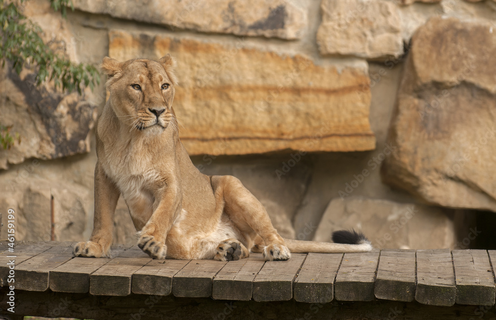 Obraz premium Lioness