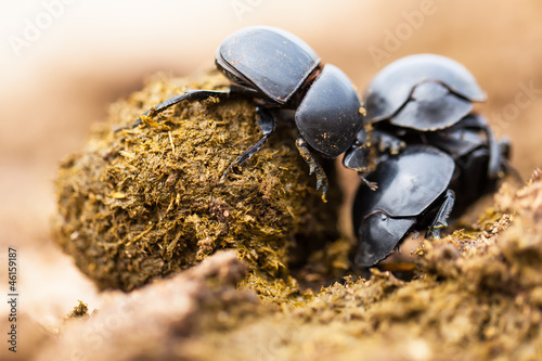 Three dung beetles working really hard together. photo