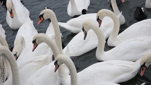 Schwäne und Enten am Zürichsee