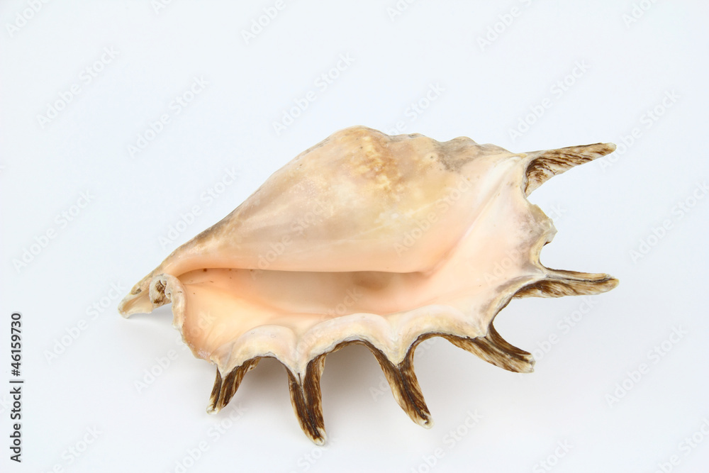 Shell Shell