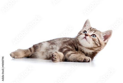 cat kitten lying on floor