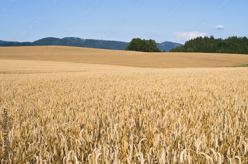 Naklejka premium Field of golden grain